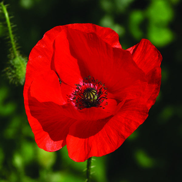 Red Poppy